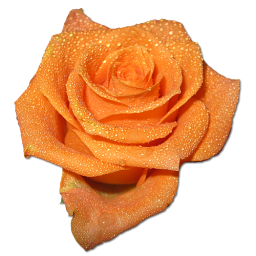 Rose Orange 2 Icon Free Download As Png And Ico Icon Easy
